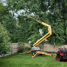 Reliable Piru, CA Tree Removal Solutions