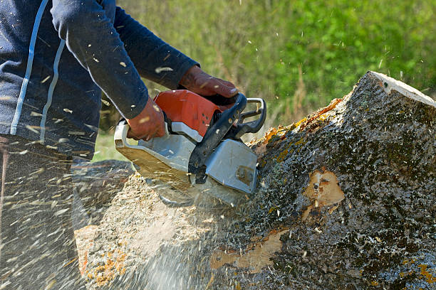 Best Commercial Tree Services  in Piru, CA